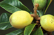 Food, fruit, tropical fruit, tropical fruits, loquat, loquats, eriobotrya, eriobotrya japonica, rosaceae.