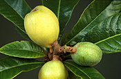 LOQUATS (ERIOBOTRYA JAPONICA) ROSACEAE