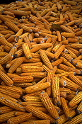 Vegetable, vegetables, Gramineae, Zea, Zea mays, mays, Corn, sweet corn, sweetcorn, Maize, Mealy, Mealies, turkey.