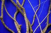 Morocco, marrakech, jardin majorelle, wall, walls, garden wall, garden walls, tree, trees, bark.