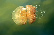 Animal, Animals, Marine, Marinelife, Underwater, Sea Jelly, Sea jellies, jelly fish, jelly fishes, jellyfish, jellyfishes, cnidarian, cnidarians, invertebrate, invertebrates, australian spotted jellyfish, spotted, spotted sea jelly, spotted sea jellies, spotted jellyfish, spotted jellyfishes, spotted jelly fish, spotted jelly fishes, Phyllorhiza punctata, Phyllorhiza, punctata.