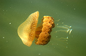Animal, Animals, Marine, Marinelife, Underwater, Sea Jelly, Sea jellies, jelly fish, jelly fishes, jellyfish, jellyfishes, cnidarian, cnidarians, invertebrate, invertebrates, australian spotted jellyfish, spotted, spotted sea jelly, spotted sea jellies, spotted jellyfish, spotted jellyfishes, spotted jelly fish, spotted jelly fishes, Phyllorhiza punctata, Phyllorhiza, punctata.