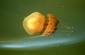 Animal, Animals, Marine, Marinelife, Underwater, Sea Jelly, Sea jellies, jelly fish, jelly fishes, jellyfish, jellyfishes, cnidarian, cnidarians, invertebrate, invertebrates, australian spotted jellyfish, spotted, spotted sea jelly, spotted sea jellies, spotted jellyfish, spotted jellyfishes, spotted jelly fish, spotted jelly fishes, Phyllorhiza punctata, Phyllorhiza, punctata.