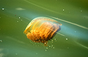 Animal, Animals, Marine, Marinelife, Underwater, Sea Jelly, Sea jellies, jelly fish, jelly fishes, jellyfish, jellyfishes, cnidarian, cnidarians, invertebrate, invertebrates, australian spotted jellyfish, spotted, spotted sea jelly, spotted sea jellies, spotted jellyfish, spotted jellyfishes, spotted jelly fish, spotted jelly fishes, Phyllorhiza punctata, Phyllorhiza, punctata.