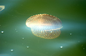 Animal, Animals, Marine, Marinelife, Underwater, Sea Jelly, Sea jellies, jelly fish, jelly fishes, jellyfish, jellyfishes, cnidarian, cnidarians, invertebrate, invertebrates, australian spotted jellyfish, spotted, spotted sea jelly, spotted sea jellies, spotted jellyfish, spotted jellyfishes, spotted jelly fish, spotted jelly fishes, Phyllorhiza punctata, Phyllorhiza, punctata.