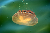 Animal, Animals, Marine, Marinelife, Underwater, Sea Jelly, Sea jellies, jelly fish, jelly fishes, jellyfish, jellyfishes, cnidarian, cnidarians, invertebrate, invertebrates, australian spotted jellyfish, spotted, spotted sea jelly, spotted sea jellies, spotted jellyfish, spotted jellyfishes, spotted jelly fish, spotted jelly fishes, Phyllorhiza punctata, Phyllorhiza, punctata.