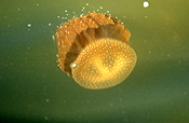 Animal, Animals, Marine, Marinelife, Underwater, Sea Jelly, Sea jellies, jelly fish, jelly fishes, jellyfish, jellyfishes, cnidarian, cnidarians, invertebrate, invertebrates, australian spotted jellyfish, spotted, spotted sea jelly, spotted sea jellies, spotted jellyfish, spotted jellyfishes, spotted jelly fish, spotted jelly fishes, Phyllorhiza punctata, Phyllorhiza, punctata.