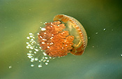 Animal, Animals, Marine, Marinelife, Underwater, Sea Jelly, Sea jellies, jelly fish, jelly fishes, jellyfish, jellyfishes, cnidarian, cnidarians, invertebrate, invertebrates, australian spotted jellyfish, spotted, spotted sea jelly, spotted sea jellies, spotted jellyfish, spotted jellyfishes, spotted jelly fish, spotted jelly fishes, Phyllorhiza punctata, Phyllorhiza, punctata.
