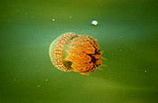 Animal, Animals, Marine, Marinelife, Underwater, Sea Jelly, Sea jellies, jelly fish, jelly fishes, jellyfish, jellyfishes, cnidarian, cnidarians, invertebrate, invertebrates, australian spotted jellyfish, spotted, spotted sea jelly, spotted sea jellies, spotted jellyfish, spotted jellyfishes, spotted jelly fish, spotted jelly fishes, Phyllorhiza punctata, Phyllorhiza, punctata.