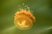 Animal, Animals, Marine, Marinelife, Underwater, Sea Jelly, Sea jellies, jelly fish, jelly fishes, jellyfish, jellyfishes, cnidarian, cnidarians, invertebrate, invertebrates, australian spotted jellyfish, spotted, spotted sea jelly, spotted sea jellies, spotted jellyfish, spotted jellyfishes, spotted jelly fish, spotted jelly fishes, Phyllorhiza punctata, Phyllorhiza, punctata.