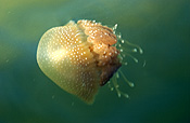 Animal, Animals, Marine, Marinelife, Underwater, Sea Jelly, Sea jellies, jelly fish, jelly fishes, jellyfish, jellyfishes, cnidarian, cnidarians, invertebrate, invertebrates, australian spotted jellyfish, spotted, spotted sea jelly, spotted sea jellies, spotted jellyfish, spotted jellyfishes, spotted jelly fish, spotted jelly fishes, Phyllorhiza punctata, Phyllorhiza, punctata.