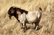 <P>DOMESTIC GOAT (CAPRA AEGAGRUS HIRCUS)</P>
<P>&nbsp;</P>
<P>Keywords: Animal, Animals, Goat, Goats, Domestic, Bovidae, Caprinae, Capra, Bovine, Bovines, Mammal, Mammals, Hoof, Hoofed, Hooves. </P>