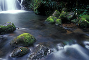 Australia, New South Wales, new england, great dividing range, new england np, new england national park, national park, national parks, moss, rainforest, rainforests, forest, forests, creek, creeks, stream, streams, five day creek, rock, rocks.
