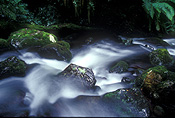 Australia, New South Wales, new england, great dividing range, new england np, new england national park, national park, national parks, moss, rainforest, rainforests, forest, forests, water, creek, creeks, stream, streams, five day creek, rock, rocks.