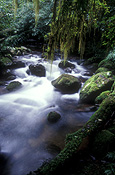 Australia, New South Wales, new england, great dividing range, new england np, new england national park, DFF, DFFNATPKS, national park, national parks, moss, rainforest, rainforests, forest, forests, creek, creeks, stream, streams, fern, ferns, five day creek, rock, rocks.