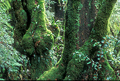 Australia, New South Wales, new england, great dividing range, new england np, new england national park, national park, national parks, moss, rainforest, rainforests, forest, forests, tree, trees, beech, beech tree, beech trees.
