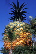 Australia, qld, queensland, sunshine coast, pineapple, pineapples, fruit, big thing, big things, palm tree, palm trees, big pineapple, DFF, DFFAGRIC.