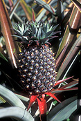 PINEAPPLE GROWING (ANANAS COMOSUS) CABOOLTURE, QUEENSLAND, AUSTRALIA