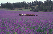 Farming, Farmland, farm, farms, Australia, NSW, Australia, New South Wales, rural, rural scene, rural scenes, Pattersons Curse, Patersons Curse, Salvation Jane, Echium, Echium plantagineum, cattle, cow, cows, meat trade, meat industry, livestock, agriculture, animal, animals.