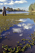 Australia, New South Wales, hawkesbury, hawkesbury area, hawkesbury region, hawkesbury district, hawkesbury river, river, rivers, water, aquatic, aquatic plant, aquatic plants.
