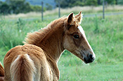 Animal, animals, horse, horses, australia, brown, brown horse, brown horse, young animal, young animals, baby animal, baby animals, foal, foals, yearling, yearlings, colt, colts.