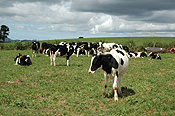 Farming, Farmland, farm, farms, Animal, Animals, Cow, Cows, dairy cow, dairy cows, dairy cattle, cattle, livestock, meat trade, meat industry, rural, grass, rural scene, rural scenes, agriculture, comboyne, nsw, new South Wales, australia, dairy farm, dairy farms, dairy farming.