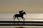 Australia, qld, queensland, sandgate, race horse, race horses, animal, animals, horse, horses, jockey, jockeys, Sport pictures, Sports, man, men, male, males, occupation, occupations, outdoors, beach, beaches, coast, coasts, coastline, coastlines, water, sandgate.
