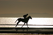 Australia, qld, queensland, sandgate, race horse, race horses, animal, animals, horse, horses, jockey, jockeys, Sport pictures, Sports, man, men, male, males, occupation, occupations, outdoors, beach, beaches, coast, coasts, coastline, coastlines, water, sandgate.