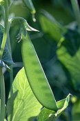 Food, vegetable, vegetables, snowpea, snowpeas, pea, peas, snow pea, snow peas, pisum, sativum, oregon sugarpod, oregon sugarpod II,
