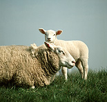 Animal, animals, sheep, ewe, ewes, texel, texel sheep, lamb, lambs, young animal, young animals, baby animal, baby animals, HIS,