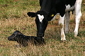 Farming, Farmland, farm, farms, livestock, animal, animals, cattle, meat industry, meat trade, cow, cows, calf, calves, young animal, young animals, baby animal, baby animals, heifer, heifers, australia, tas, tassie, tasmania.