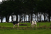 Farming, Farmland, farm, farms, dairy, dairy cow, dairy cows, dairy cattle, tas, tassie, tasmania, Animal, Animals, Cow, Cows, cattle, livestock, rural, rural scene, rural scenes, agriculture, australia.