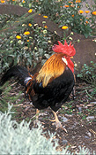 Animal, animals, bird, birds, chicken, chickens, hen, hens, poultry, free-range chicken, free-range chickens, free-range, agriculture, farm, farms, poultry farm, poultry farms, organic, rooster, roosters.
