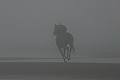 Australia, qld, queensland, bramble bay, race horse, race horses, animal, animals, horse, horses, jockey, jockeys, Sport pictures, Sports, man, men, male, males, occupation, occupations, outdoors, beach, beaches, coast, coasts, coastline, coastlines, water, sandgate.