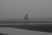 Australia, qld, queensland, sandgate, race horse, race horses, animal, animals, horse, horses, jockey, jockeys, Sport pictures, Sports, man, men, male, males, occupation, occupations, outdoors, beach, beaches, coast, coasts, coastline, coastlines, water, sandgate.