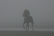 Australia, qld, queensland, sandgate, race horse, race horses, animal, animals, horse, horses, jockey, jockeys, Sport pictures, Sports, man, men, male, males, occupation, occupations, outdoors, beach, beaches, coast, coasts, coastline, coastlines, water, sandgate.