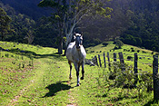 Australia, tas, tassie, tasmania, rural, rural scene, rural scenes, animal, animals, horse, horses, fence, fences, lane, lanes, laneway, laneways, shadow, shadows.