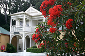 Australia, tas, tassie, tasmania, strahan, architecture, federation, federation house, federation houses, house, houses, housing, tree, trees, eucalyptus, eucalyptus tree, eucalyptus trees, gum, gum tree, gum trees, gum, corymbia, ficifolia, corymbia ficifolia, eucalyptus ficifolia, eucalyptus pytchocarpa, summer beauty, leaf, leaves, Flora, flower, flowers, tree, trees, red, red flower, red flowers, red flowering gum, red flowering gum tree, red flowering gum trees, flowering gum, flowering gums, flowering gum tree, flowering gum trees.