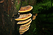 Australia, tas, tassie, tasmania, strahan, forest, forests, rainforest, rainforests, fungus, fungi, tree fungus, tree fungi, tree, trees.