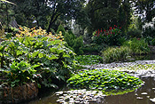 Australia, tas, tassie, tasmania, hobart, hobart botanical gardens, botanical garden, botanical gardens, pond, ponds.