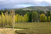 Australia, tas, tassie, tasmania, bushy park, rural, rural scene, rural scenes, poplar, poplars, poplar tree, poplar trees, tree, trees.
