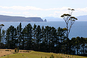 Australia, tas, tassie, tasmania, bruny, bruny island, island, islands, coast, coasts, coastline, coastlines, tree, trees.