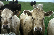 Europe, Britain, Great Britain, scotland, orkney, papa westray, cow, cows, cattle, meat trade, meat industry, agriculture, rural, rural scene, rural scenes.