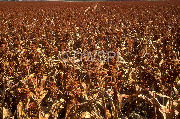 stock photo image: Australia, qld, queensland, darling downs, great dividing range, agriculture, sorghum, sorghum crop, sorghum crops, field, fields, paddock, paddocks, rural, rural scene, rural scenes.