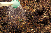 Gardener, gardeners, gardening, water, waters, watering, seedling, seedlings, watering can, watering cans.