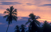 Asia, Asian, Southeast Asia, South East Asian, SE Asia, Malaysia, butterworth, palm, palms, palm tree, palm trees, sunset, sunsets, sunrises and sunsets, mood, mood scene, mood scenes, tree, trees.