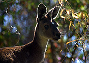 YOUNG KANGAROO, NEW HAWKINS PARK, JOONDALUP, PERTH, WESTERN AUSTRALIA