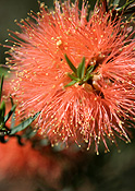 ROBIN REDBREAST BUSH (MELALEUCA LATERITIA) WESTERN AUSTRALIA