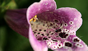 CLOSE-UP OF FOXGLOVE (DIGITALIS PURPUREA) 'EXCELSIOR GROUP'