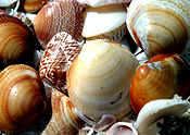 Marinelife, Marine life, Aquatic, Aquatic life, Sea life, Sealife, shell, shells, mollusc, molluscs, gastropod, gastropods, seashell, seashells, sea shell, sea shells, beach, beaches, sand, scarborough, scarborough beach, perth, wa, western australia, australia.